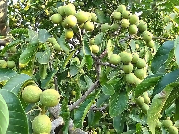 پربار بودن نهال گردو پیوندی