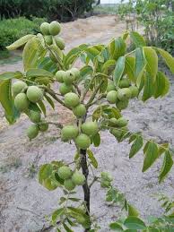 انتخاب نهال گردو پیوندی