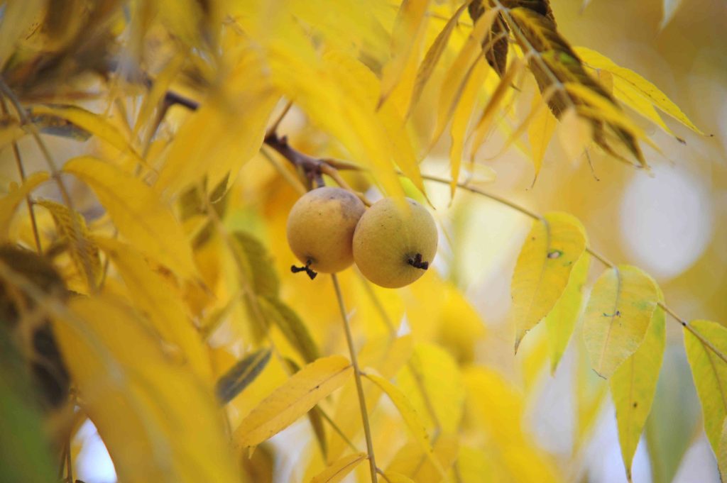 نهال گردو پیوندی4