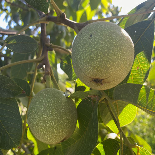 وزن میوه نهال گردو پیوندی