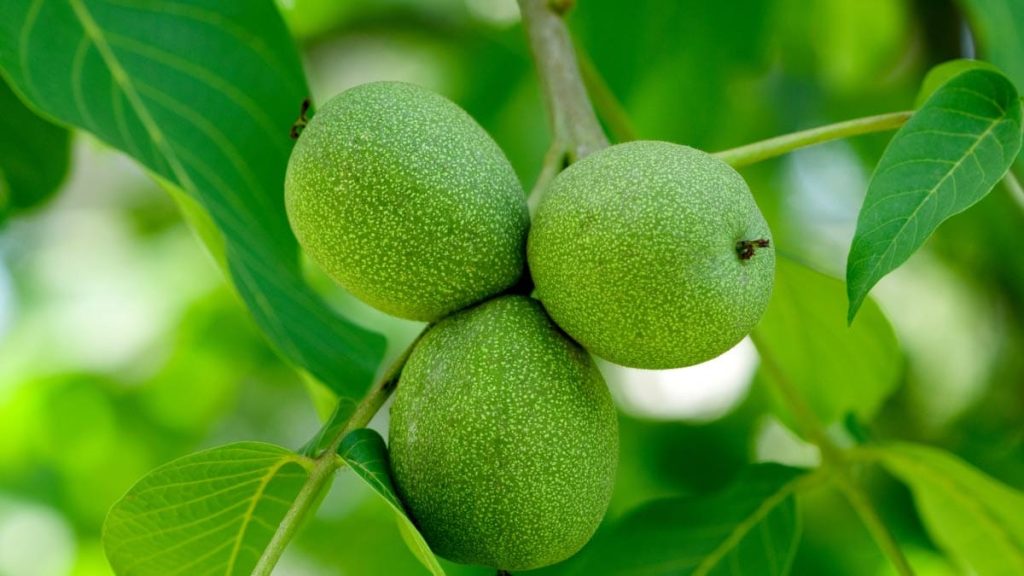 یک دست بودن میوه نهال گردو پیوندی