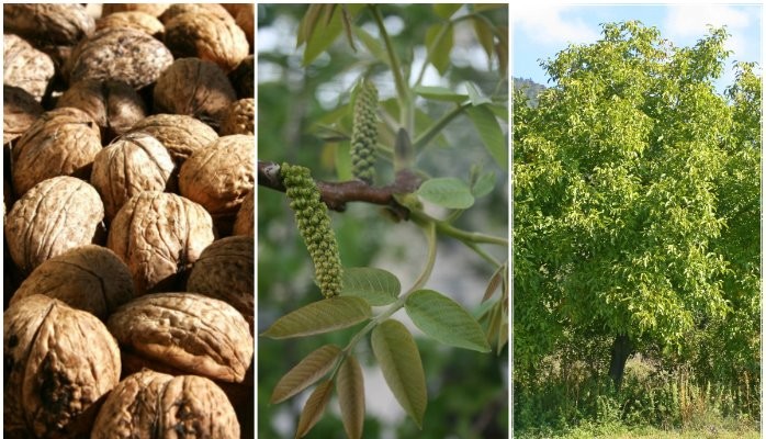 باردهی نهال گردو پیوندی