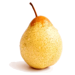نهال گلابی ناشی