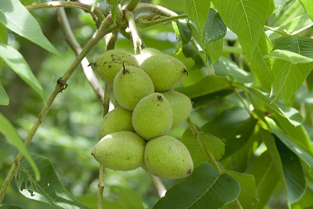 گردو خو شه ای