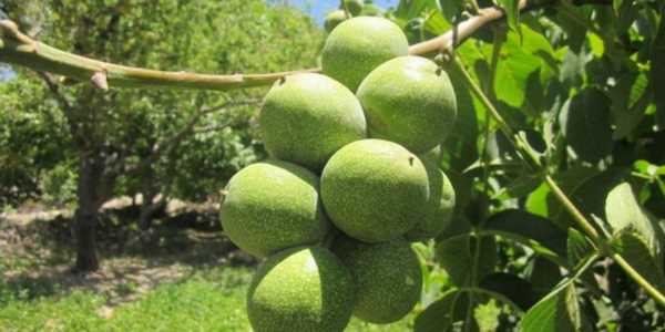 گردو خوشه ای1