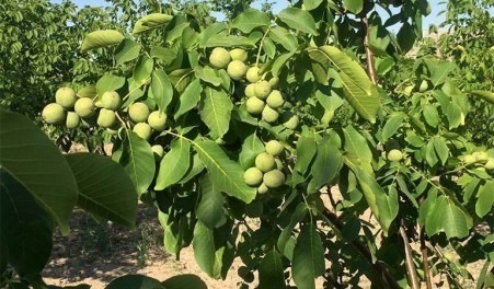 گردو خوشه ای4