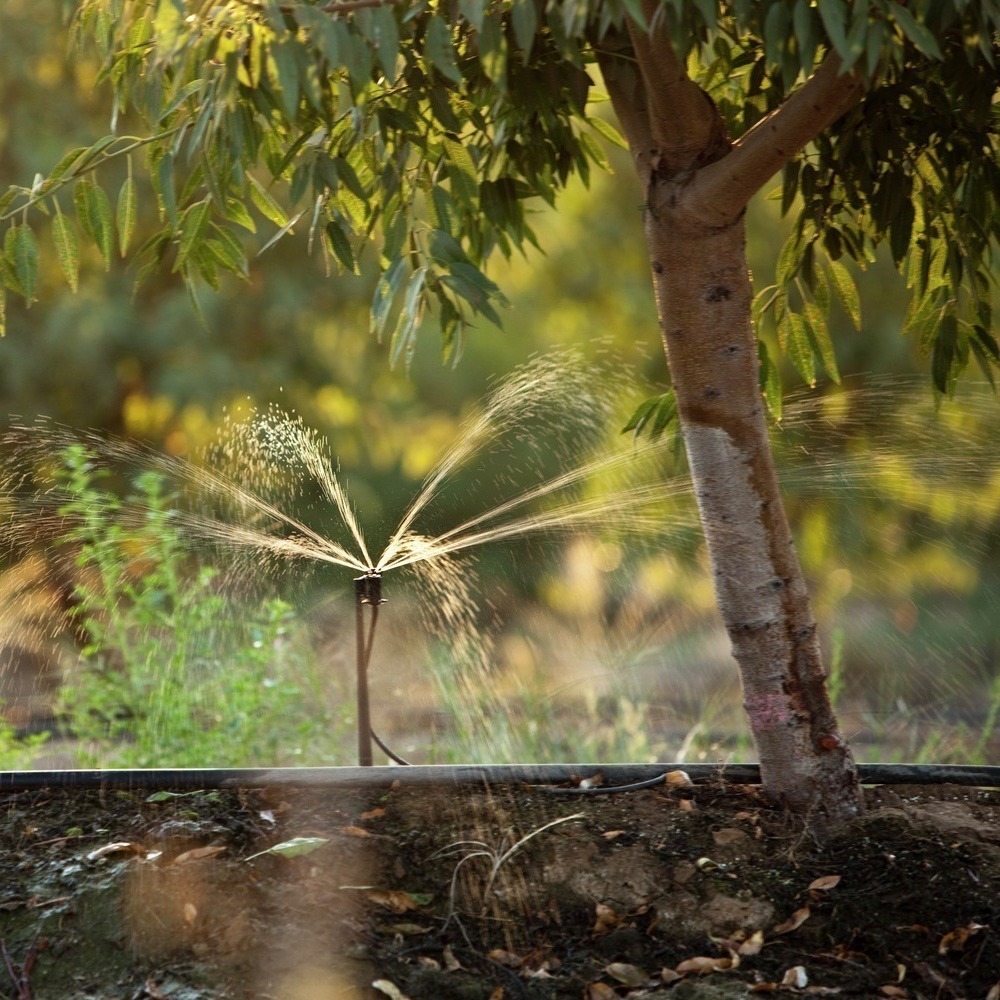 نحوه آبیاری نهال بادام