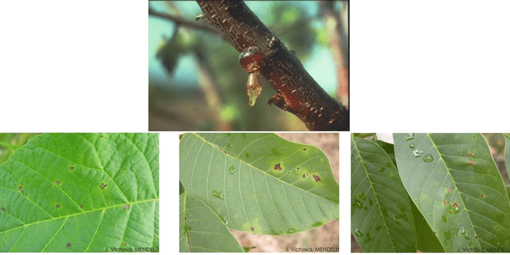 Symptoms of walnut diseases
