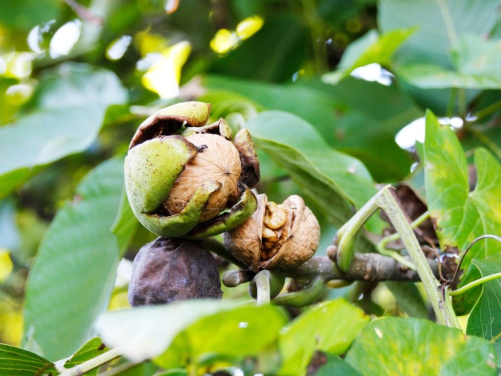 Treatment methods for walnut diseases
