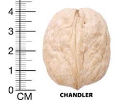 افزایش ثروت نسلی