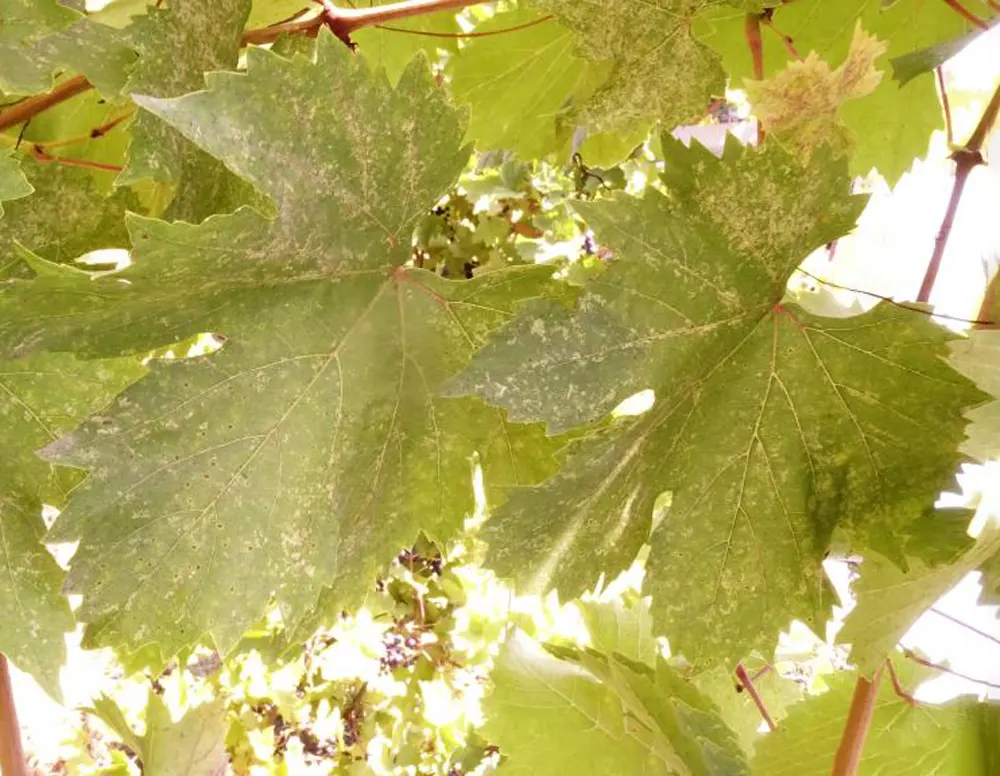 آفت های نهال انگور