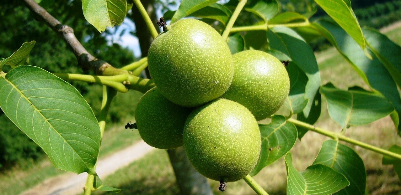 بررسی کامل نهال گردو فرنور