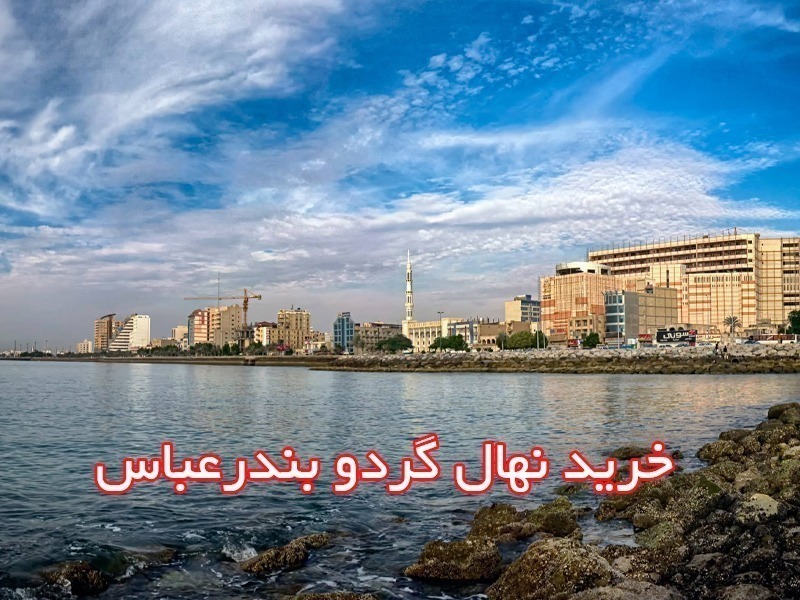 خرید نهال گردو در بندر عباس