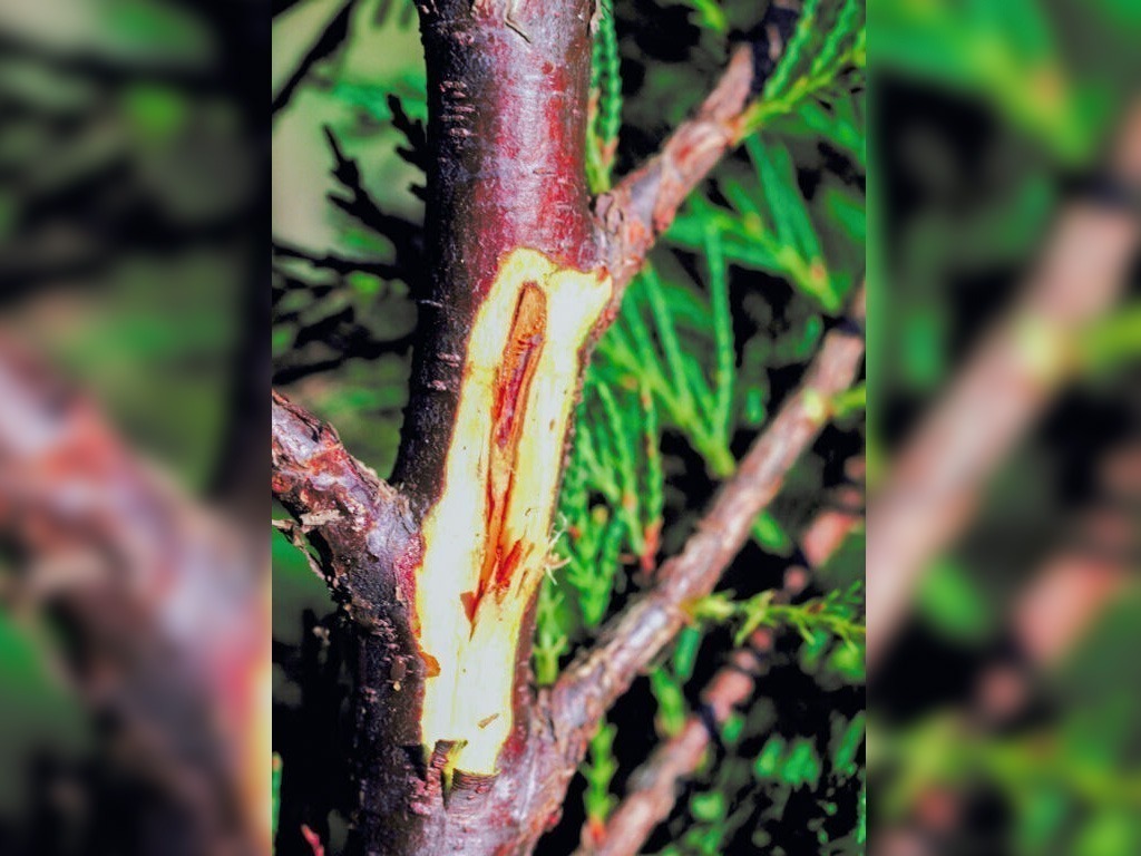 بیماری پوسیدگی تنه انگور