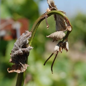 بیماری پوسیدگی شاخه