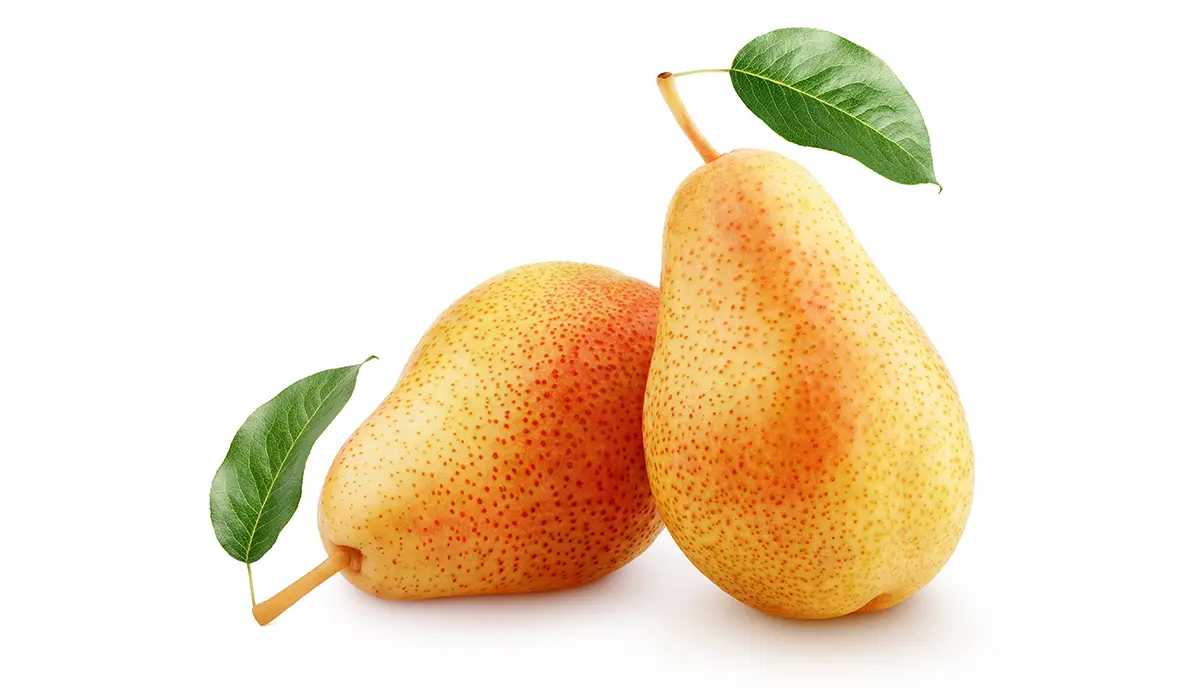 خرید نهال گلابی بیروتی – بارتلت