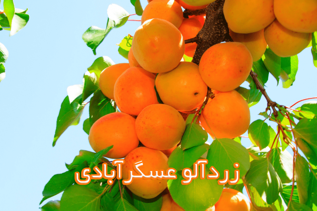 زردآلو عسگرآبادی