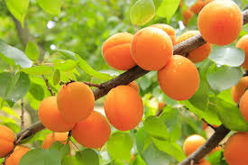 زردآلو عسگرآبادی