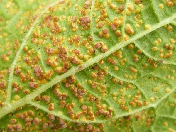 زنگ خوردگی برگ