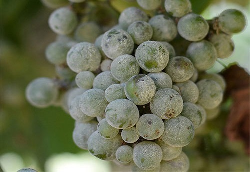 زنگ خوردگی میوه