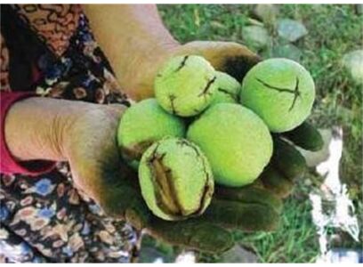 زمان مناسب برای برداشت محصول از نهال گردو فرنور