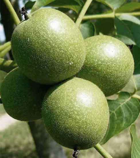 روش‌های تقویت ریشه و رشد سریع نهال گردو فرنور