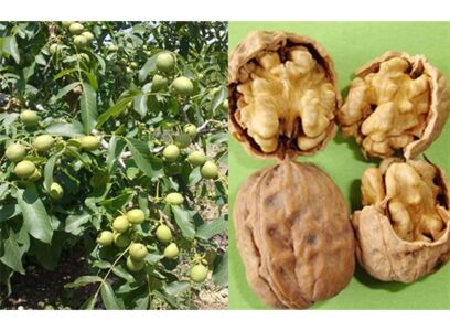 نیازهای خاکی و تغذیه نهال گردو فرنور