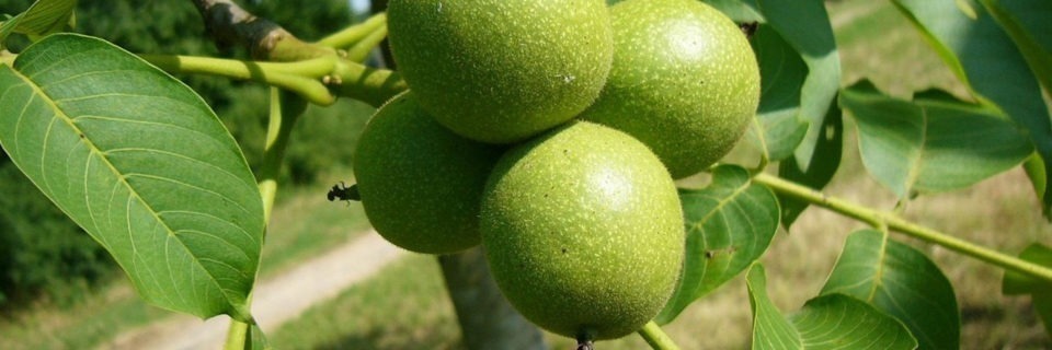 بیماری‌ها و آفات متداول در نهال گردو فرنور