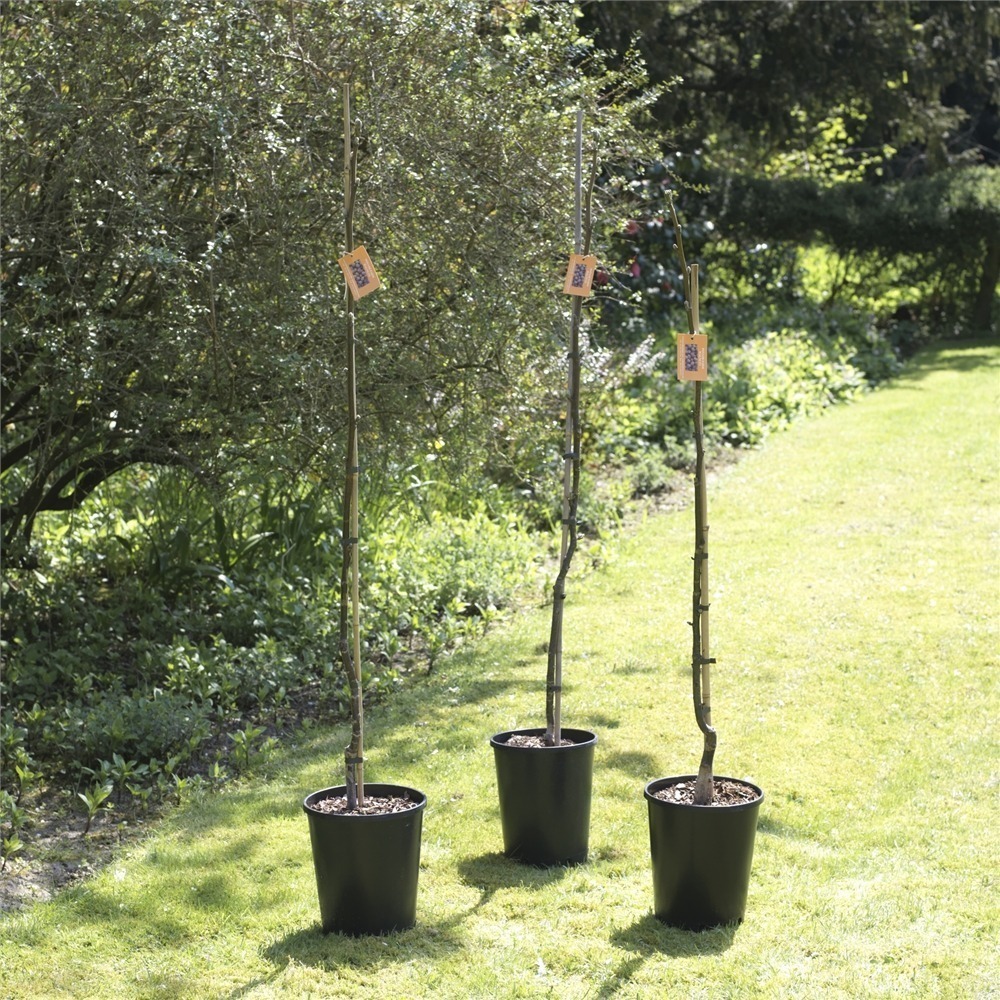 انتخاب مکان مناسب برای کاشت نهال گردو فرنور