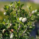 نهال بادام تگزاس 3