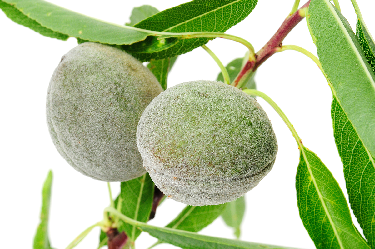 خرید نهال بادام پسته ای