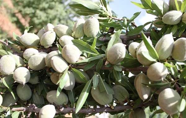 نهال بادام پسته ای
