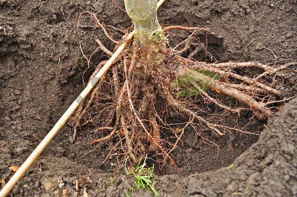 کاشت نهال پایه رویشی