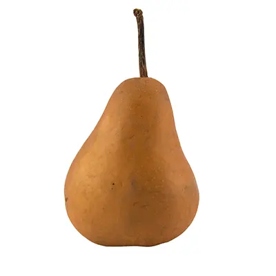 نهال گلابی بوره بوتس