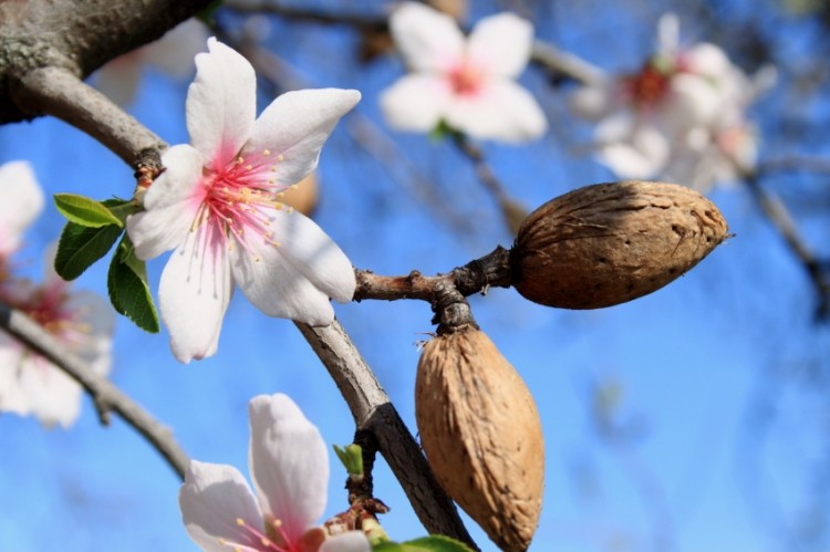 نکات مهم در انتخاب سیستم آبیاری برای نهال بادام