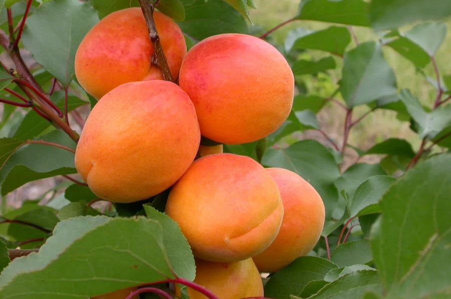 پسرخوارهای گونه‌های مختلف