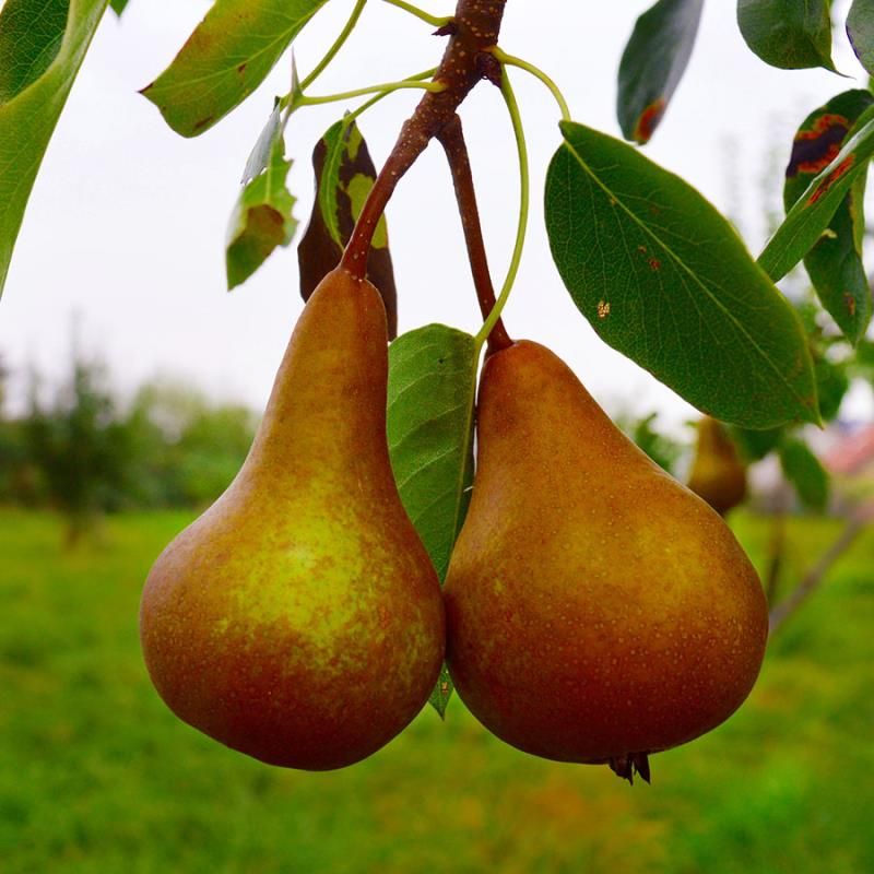 نهال گلابی دم کج