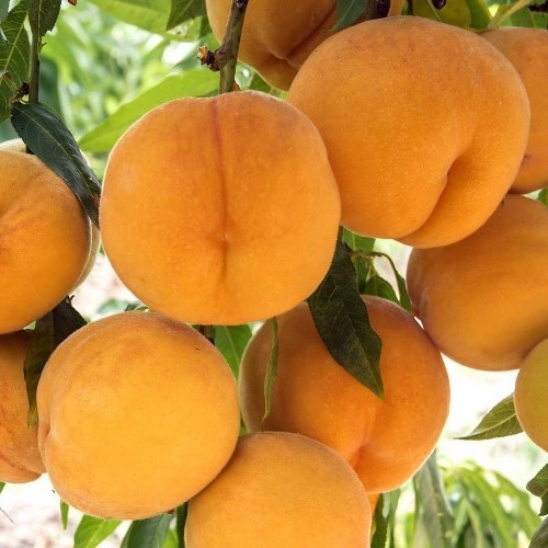 خرید نهال هلو گلدن کوئین