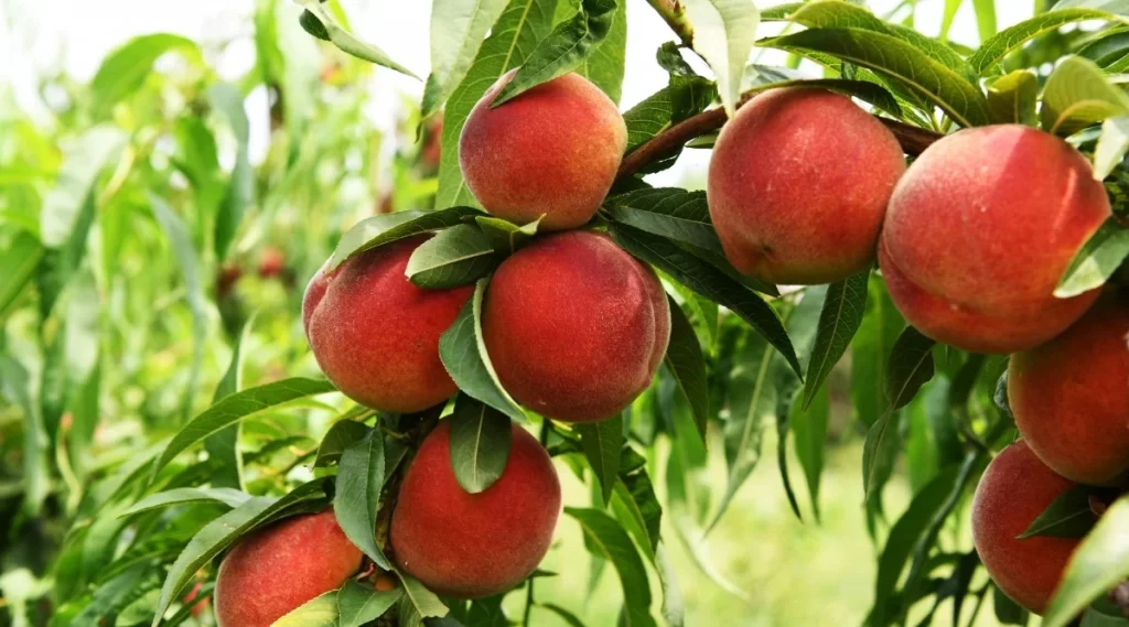 خرید نهال هلو سرخ آبی1