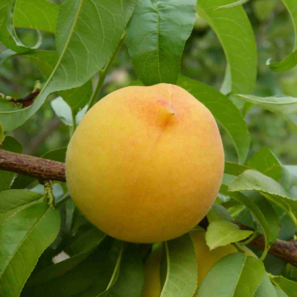 خرید نهال هلو گلدن کوئین