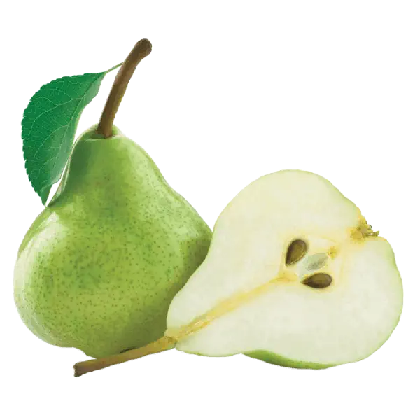 خرید نهال گلابی گرشا