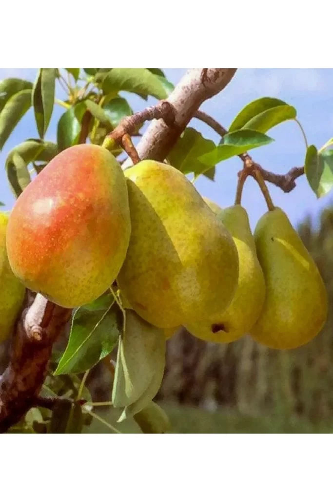 گلابی سانتا ماریا