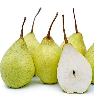 خرید نهال گلابی سیبری