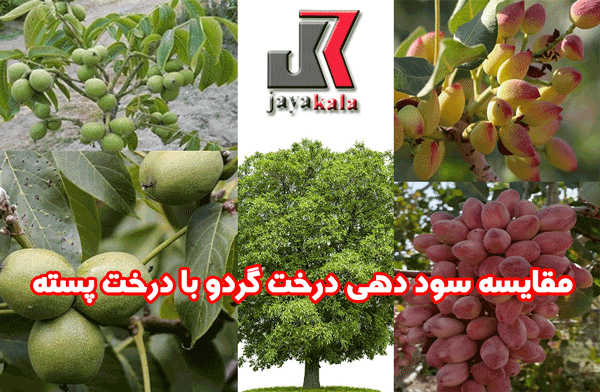مقایسه سود دهی درخت گردو با درخت پسته