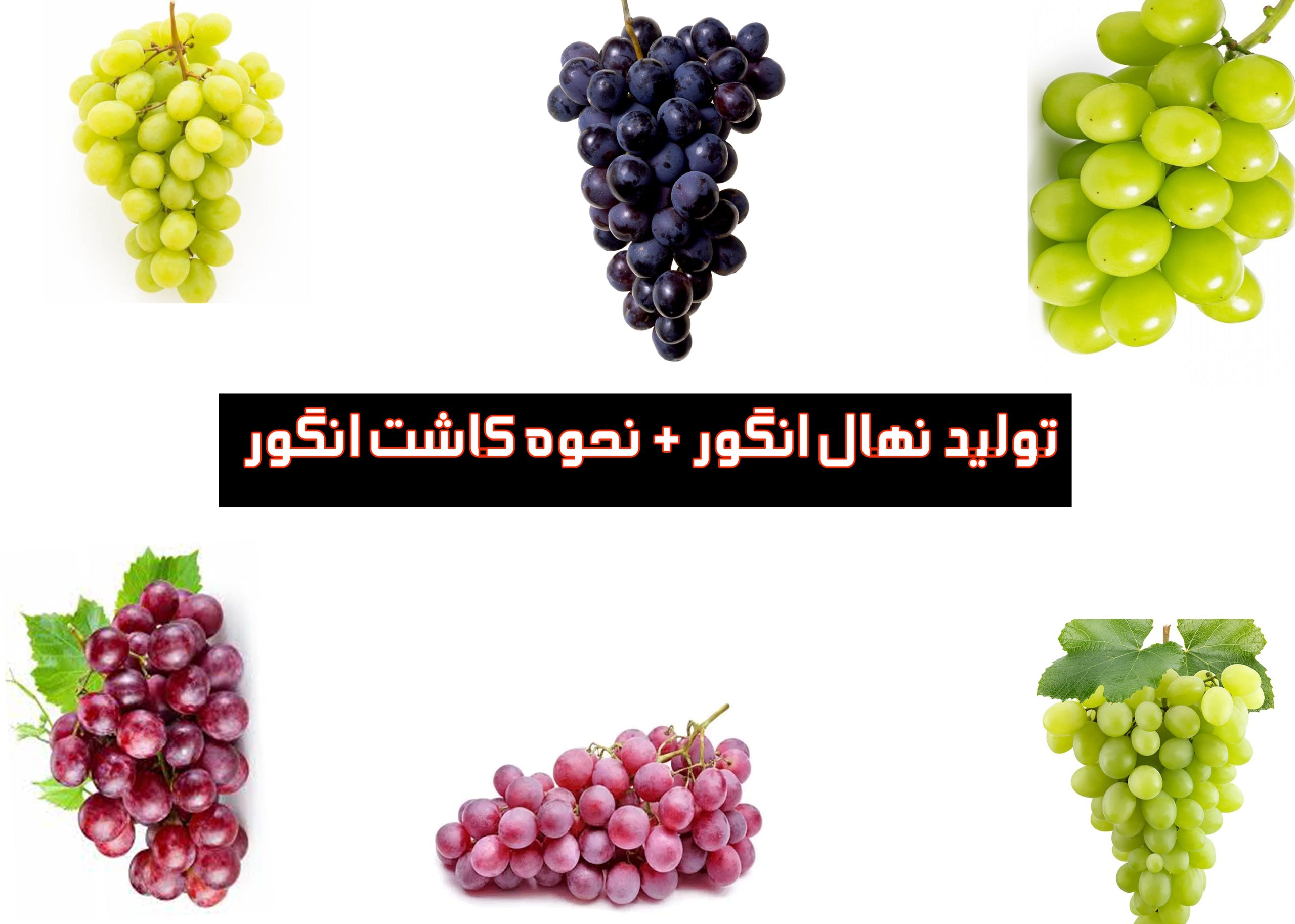 تولید نهال انگور + نحوه کاشت انگور