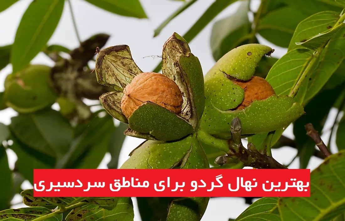 بهترین نهال گردو برای مناطق سرد سیری