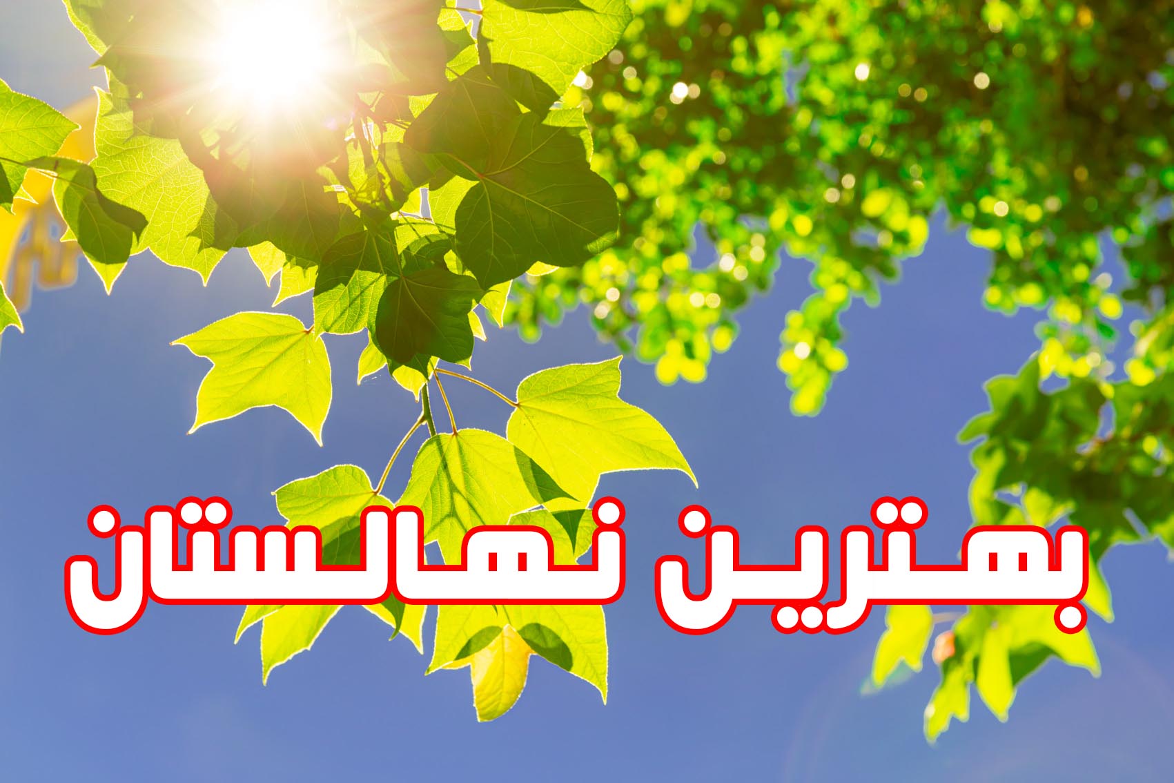 بهترین نهالستان
