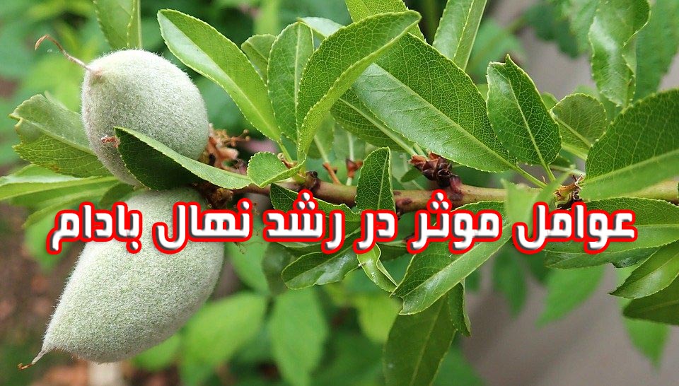 عوامل موثر در رشد نهال بادام