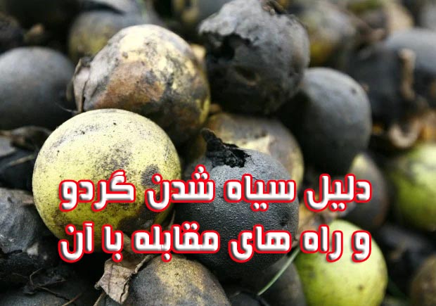 دلیل سیاه شدن گردو