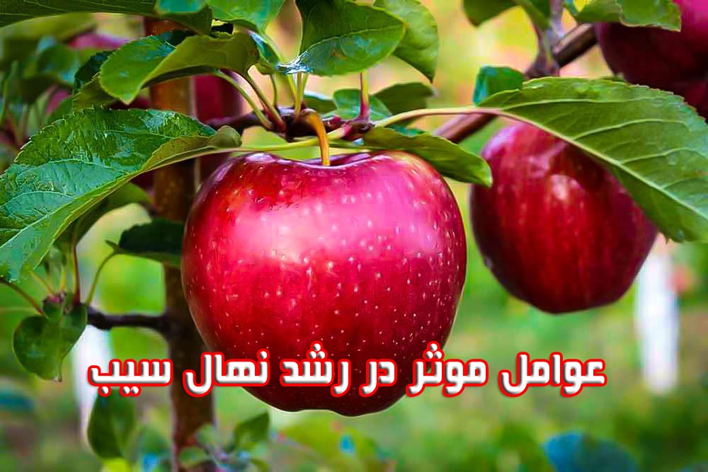 عوامل موثر در رشد نهال سیب